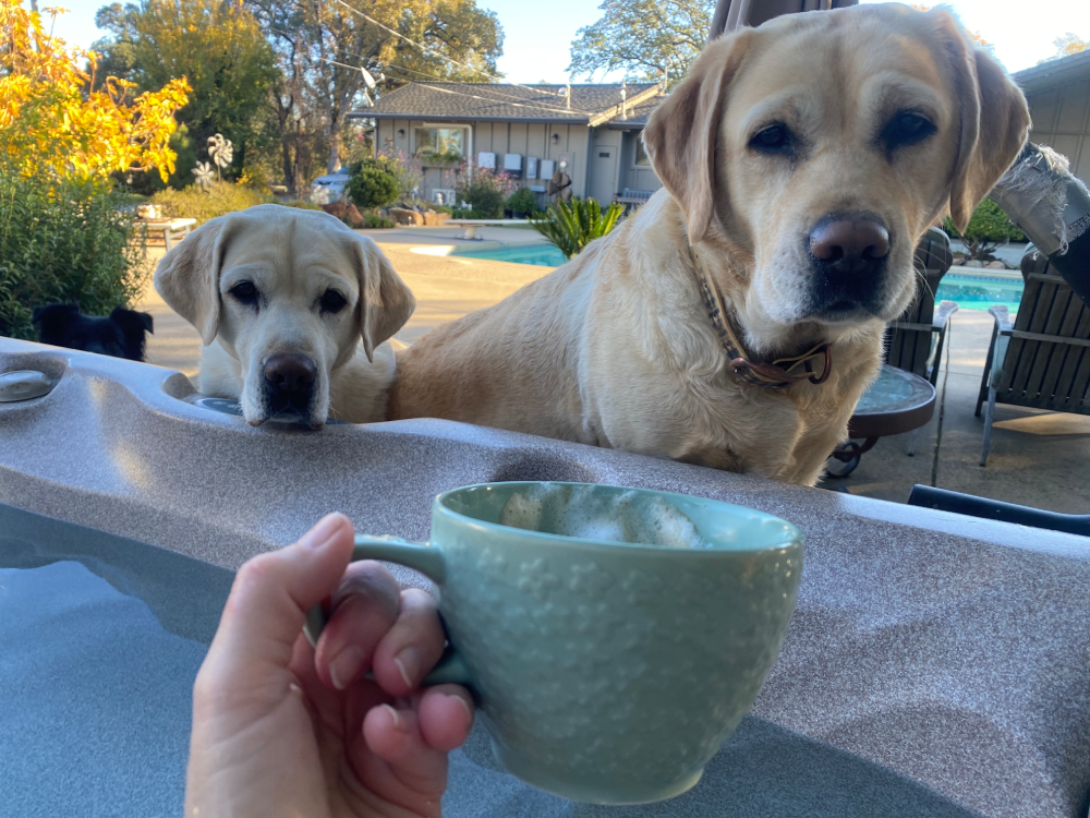 Two dogs watching from poolside