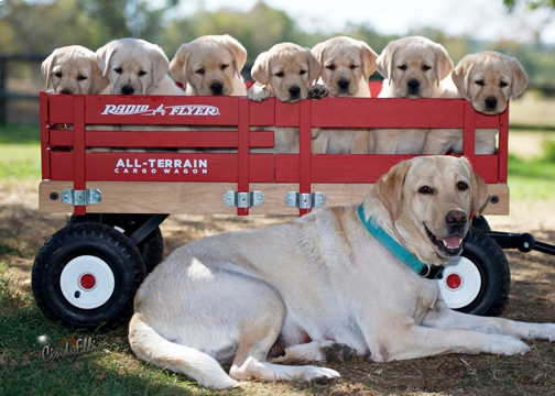 Labrador puppies in a wagon