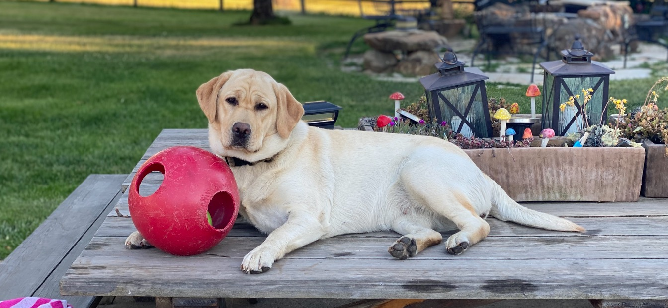 Yellow lab lounging outdoors with ball