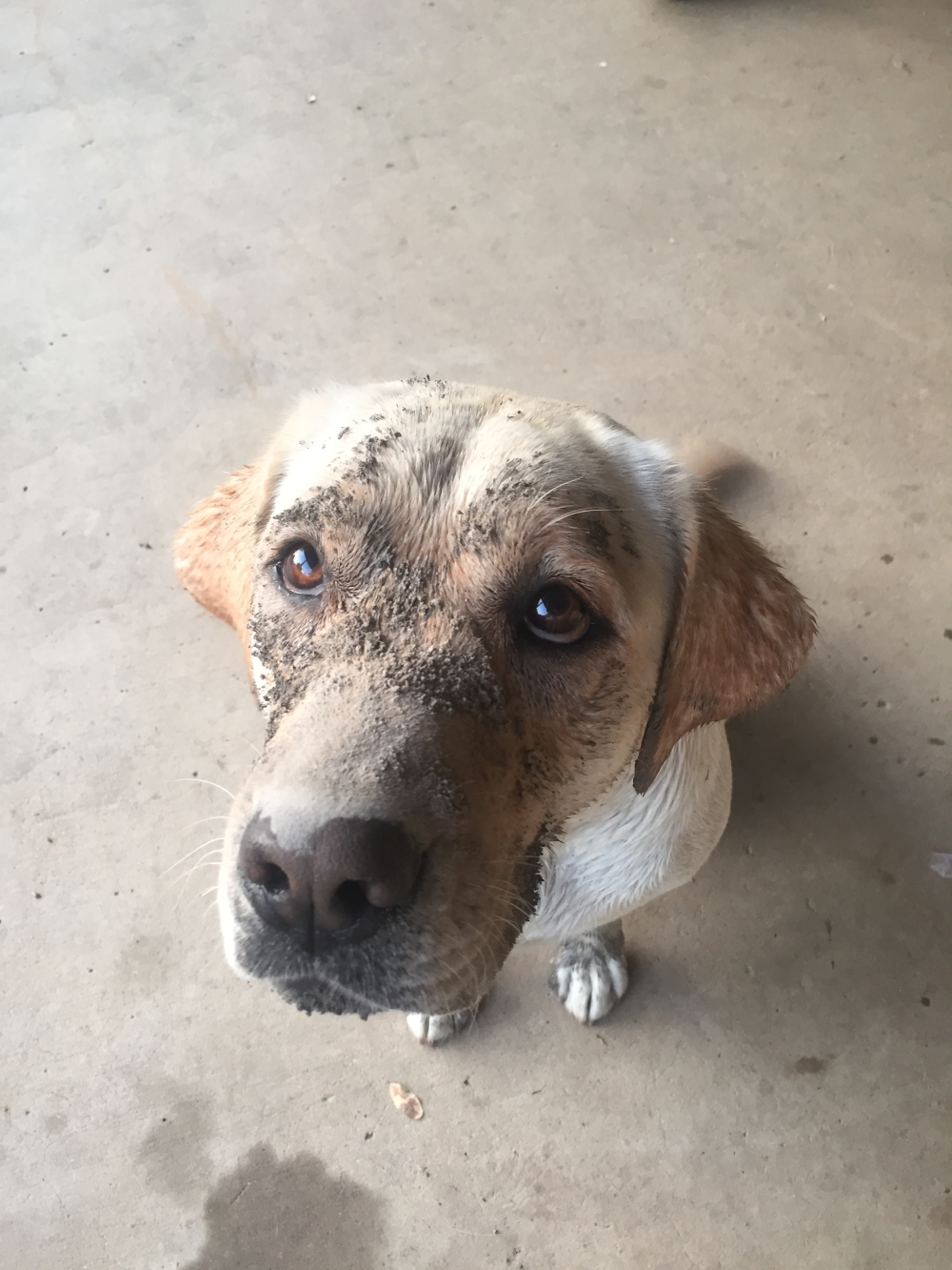 Adorable dog with muddy face