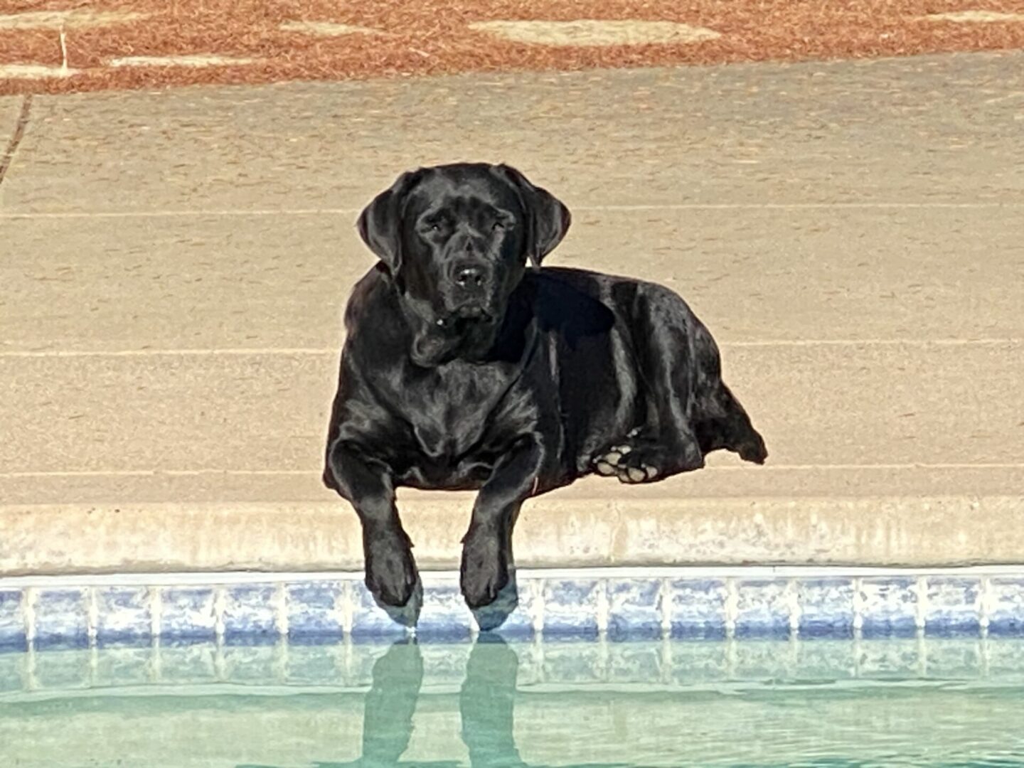 Dog enjoys sunny day by pool