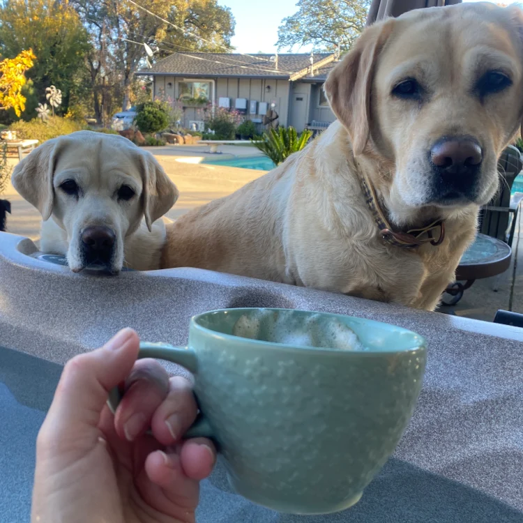 Two dogs watching from poolside