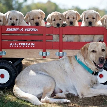 Labrador puppies in a wagon