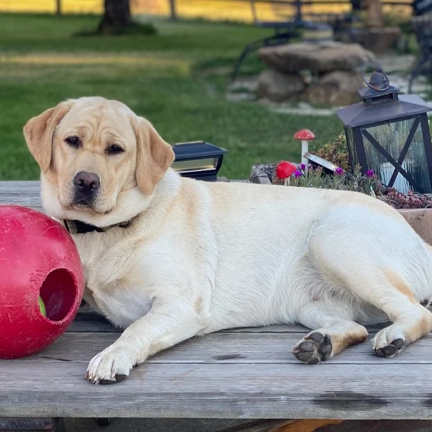 Yellow lab lounging outdoors with ball