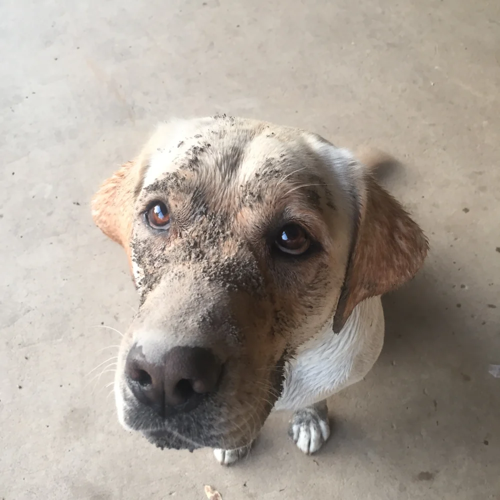 Adorable dog with muddy face