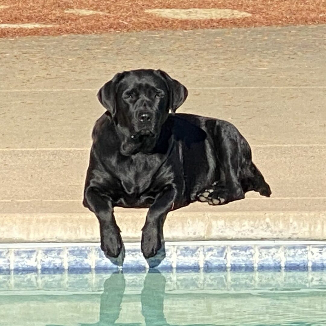 Dog enjoys sunny day by pool